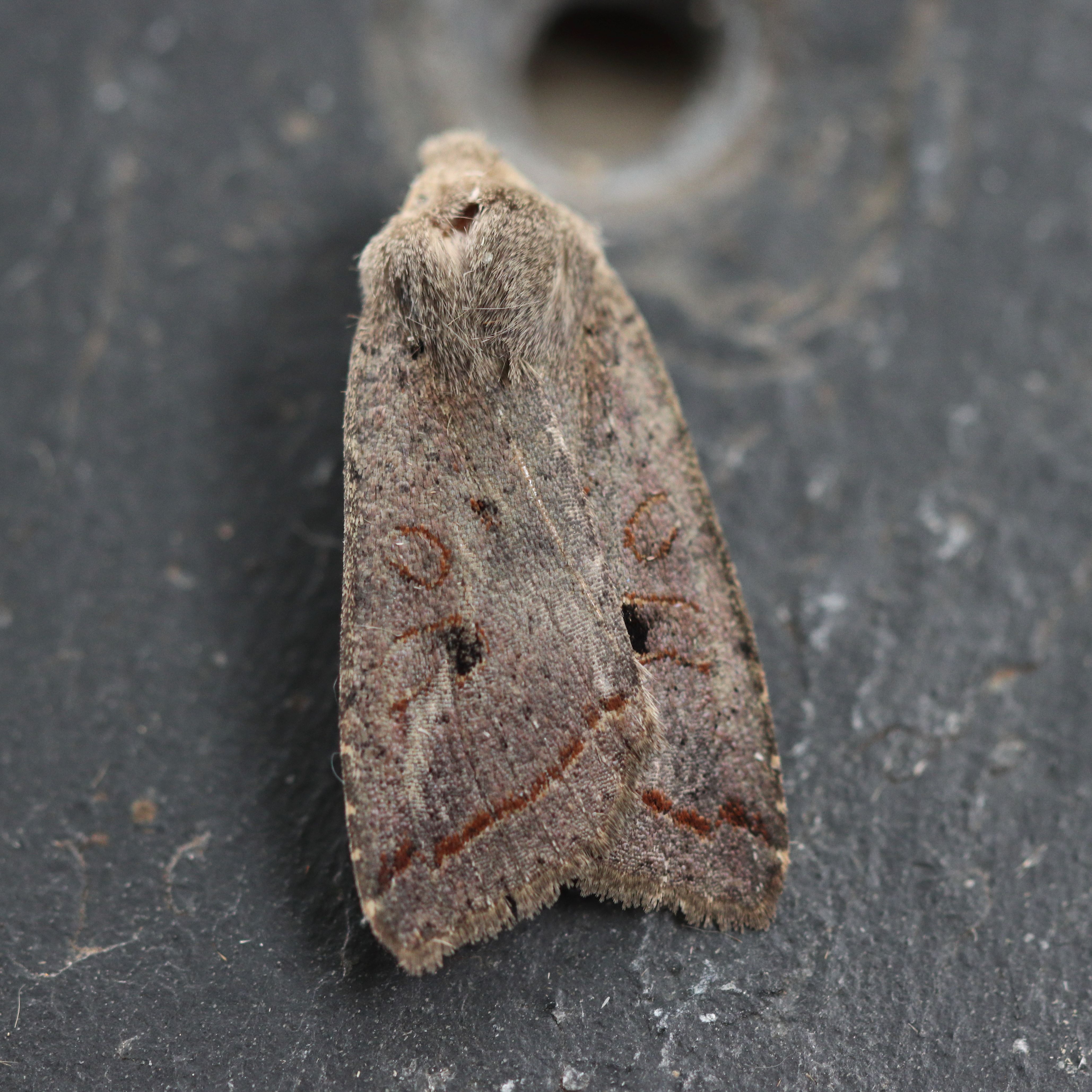 Photo of Red-line Quaker (Leptologia lota)